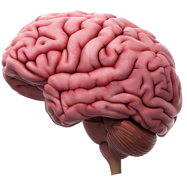 AVC: tudo o que você precisa saber